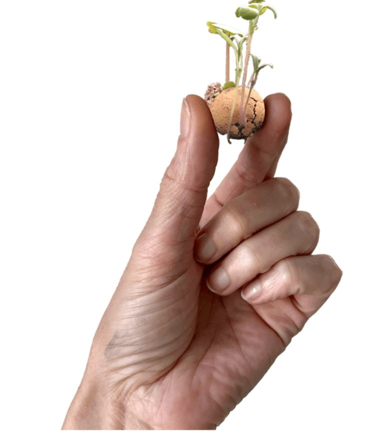 Zaadbommetje met uitgekomen bloemen