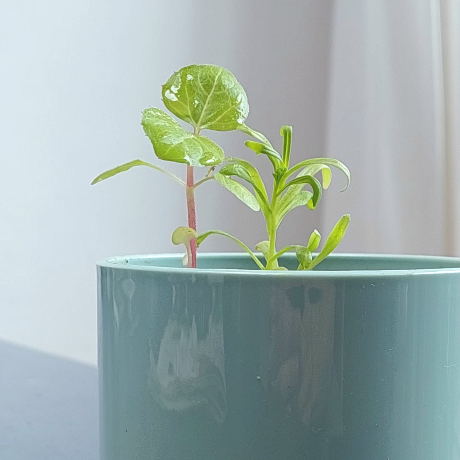Tuinconfetti plantje wat groeit in een groene pot